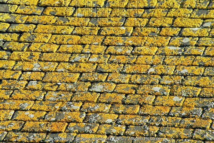 yellow lichen on roof